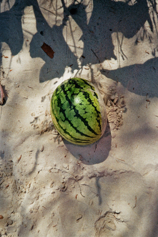 Beach Still-Life