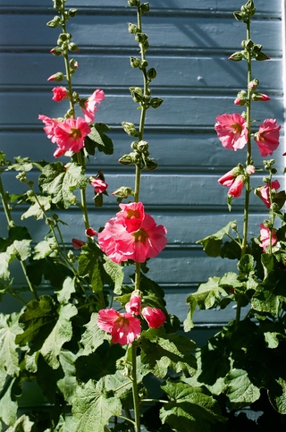 Summer in Sweden 