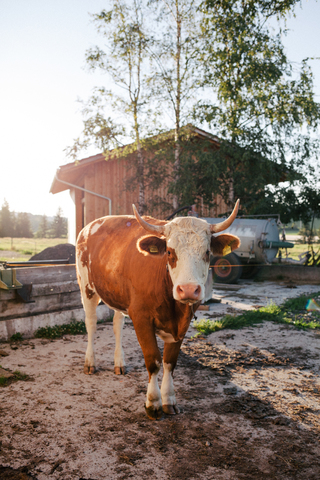 Allgäu 2020